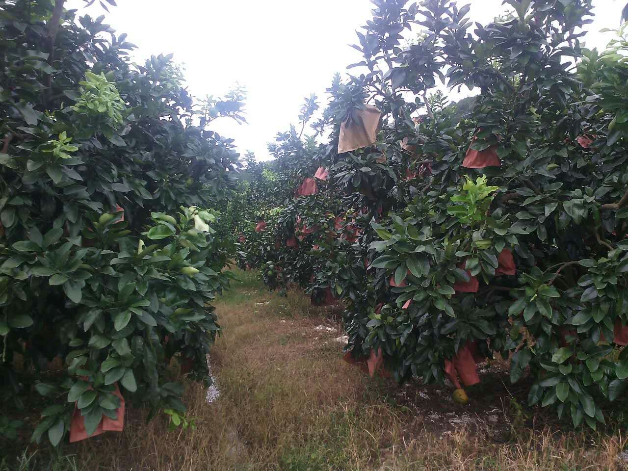 有机蜜柚种植基地