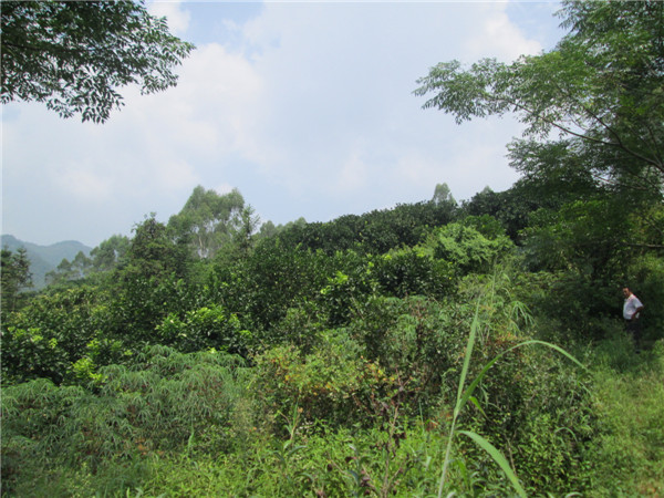 红肉蜜柚基地