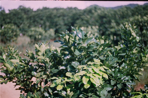 蜜柚基地