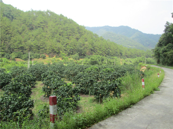 金柚基地